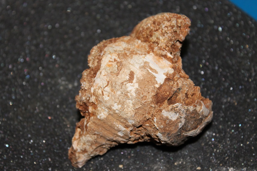 Probabile Charonia lampas lampas, laziale