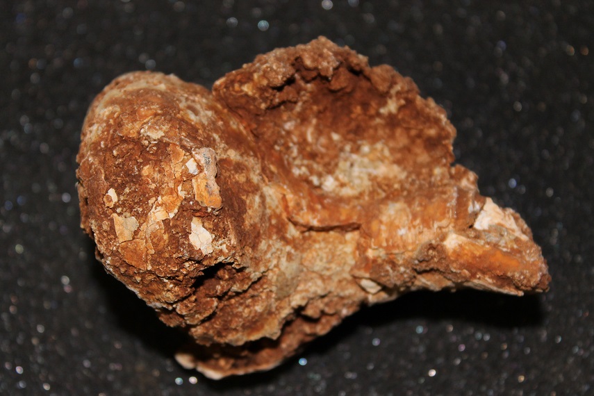 Probabile Charonia lampas lampas, laziale