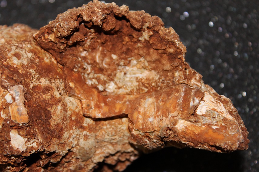 Probabile Charonia lampas lampas, laziale