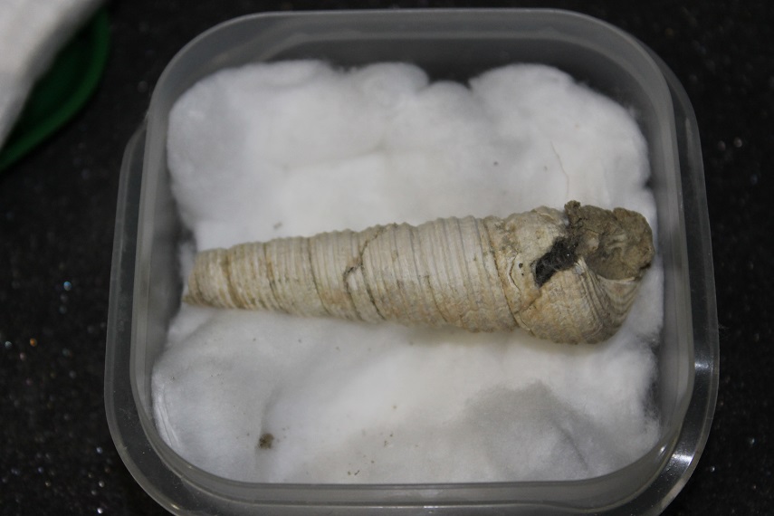 Turritellidae, differenze tra le specie