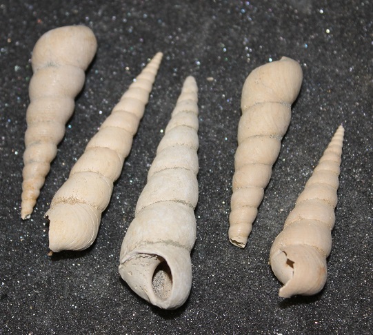 Turritellidae, differenze tra le specie