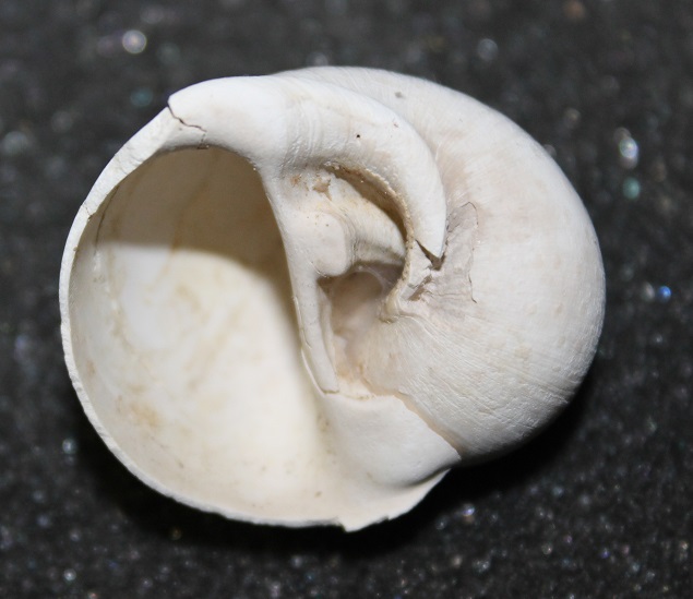 Natica millepunctata da Tarquinia