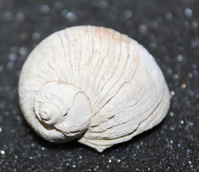 Natica millepunctata da Tarquinia