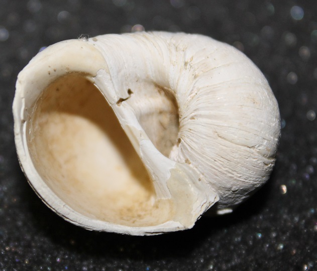 Natica millepunctata da Tarquinia