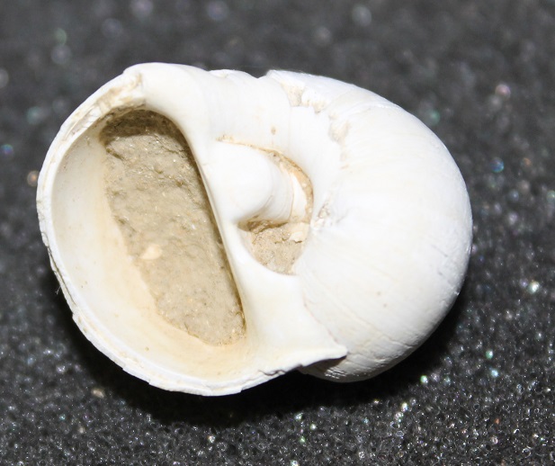 Natica millepunctata da Tarquinia