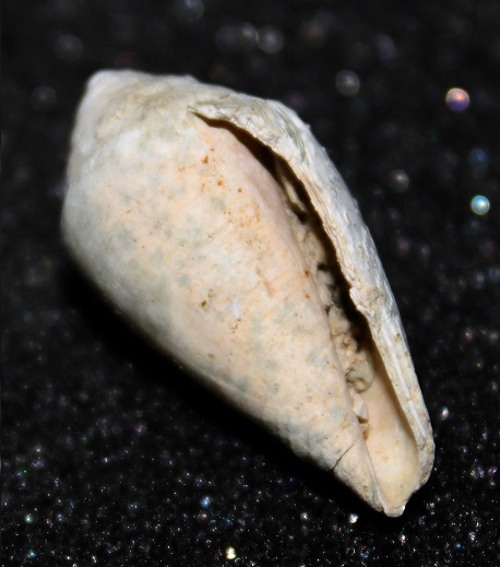 Famiglia Conidae dal Lazio - un p� di coni