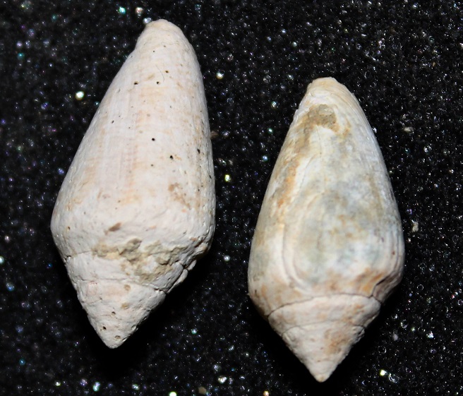 Famiglia Conidae dal Lazio - un p� di coni