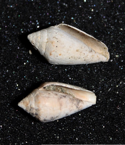 Famiglia Conidae dal Lazio - un p� di coni