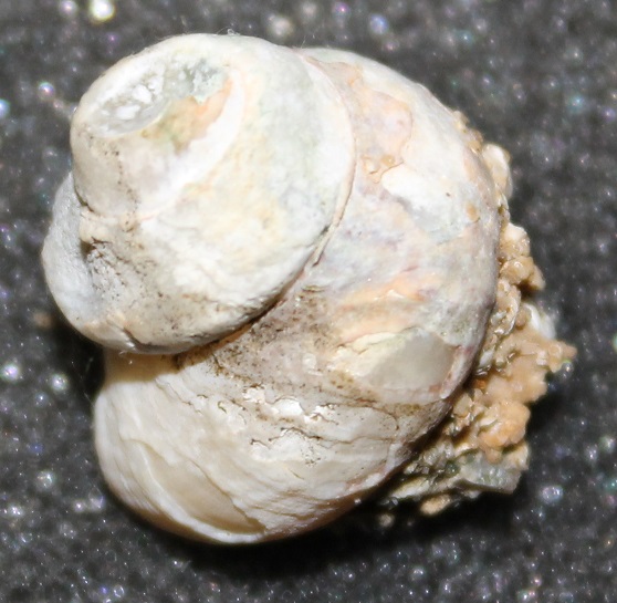 Aiuto classificazione famiglia Trochidae -2-