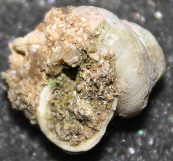 Aiuto classificazione famiglia Trochidae -2-