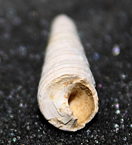 Turritellidae, differenze tra le specie