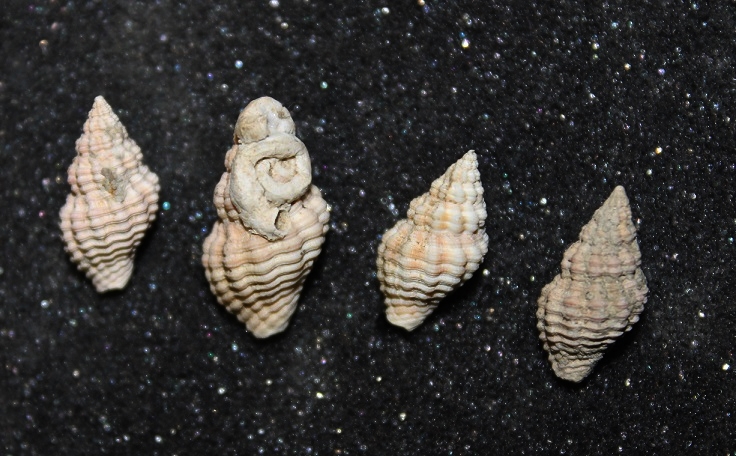 Aiuto classificazione, Ocinebrina??