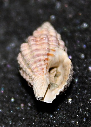 Aiuto classificazione, Ocinebrina??