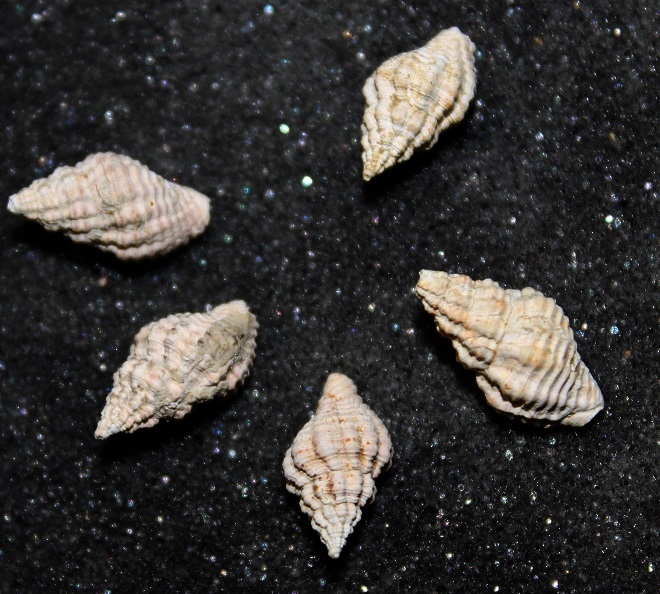 Aiuto classificazione, Ocinebrina??