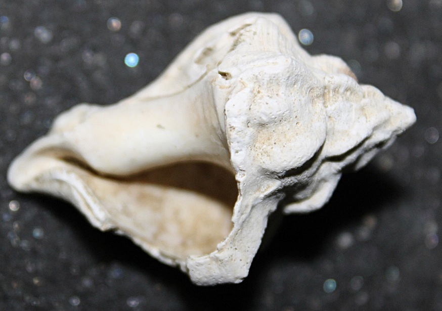 Aiuto classificazione di due gasteropodi