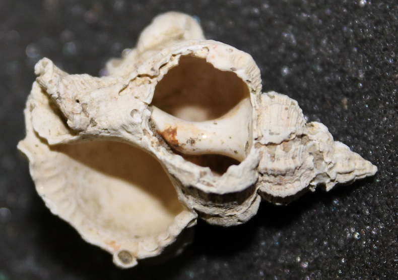 Aiuto classificazione di due gasteropodi