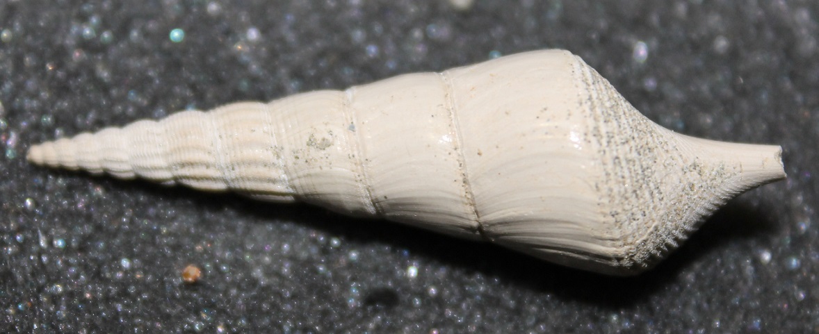 Gasteropodi sconosciuti, burdigaliano, Francia