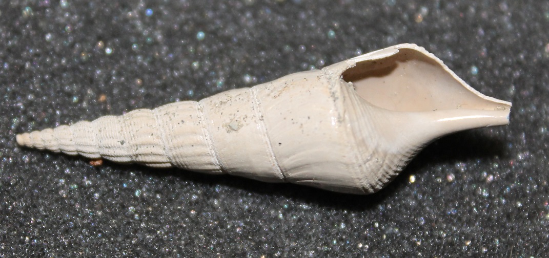 Gasteropodi sconosciuti, burdigaliano, Francia