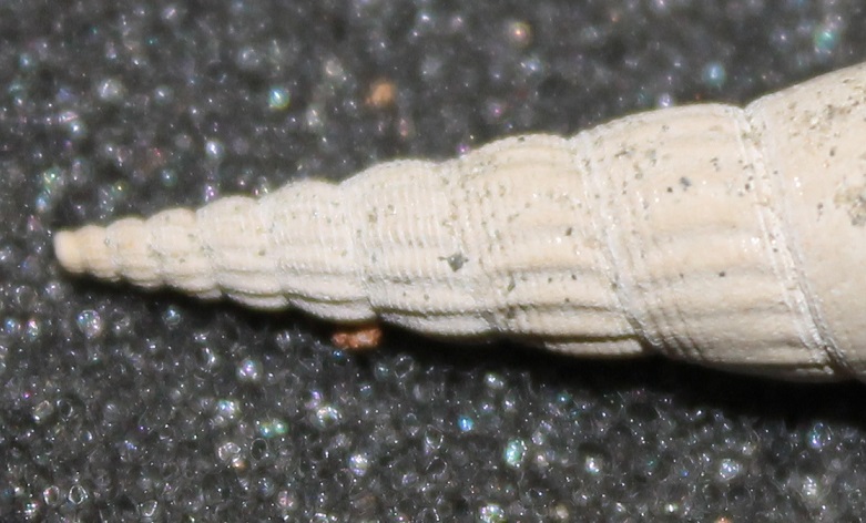 Gasteropodi sconosciuti, burdigaliano, Francia