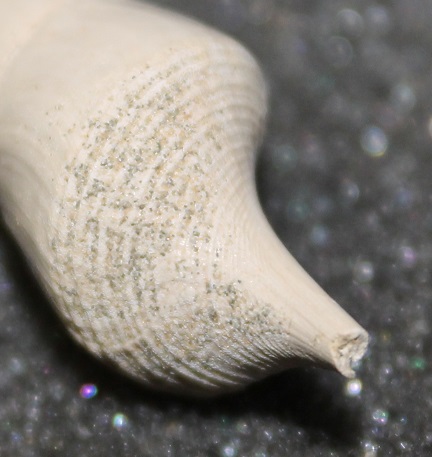 Gasteropodi sconosciuti, burdigaliano, Francia