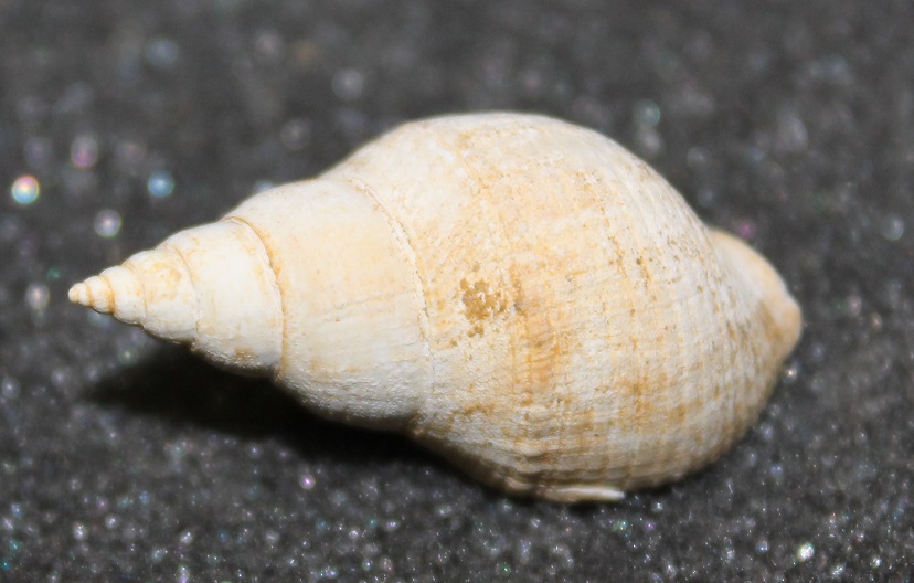Gasteropodi sconosciuti, burdigaliano, Francia