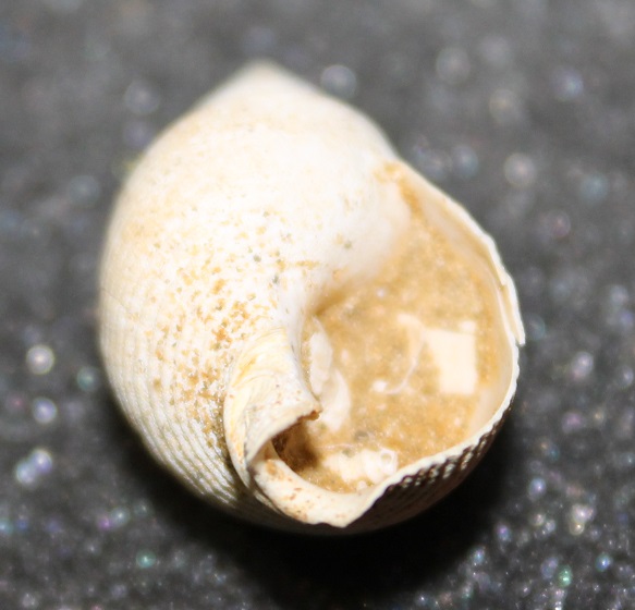 Gasteropodi sconosciuti, burdigaliano, Francia