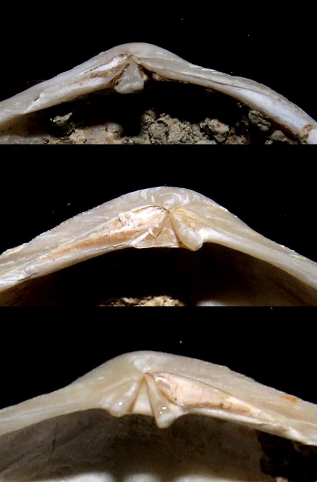 Classificazione Tellinidae