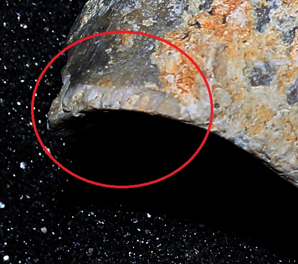 Determinazione fossile