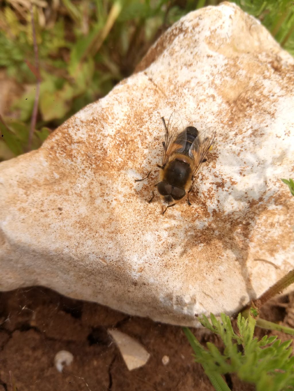 Aiuto id. per Eristalis sp.