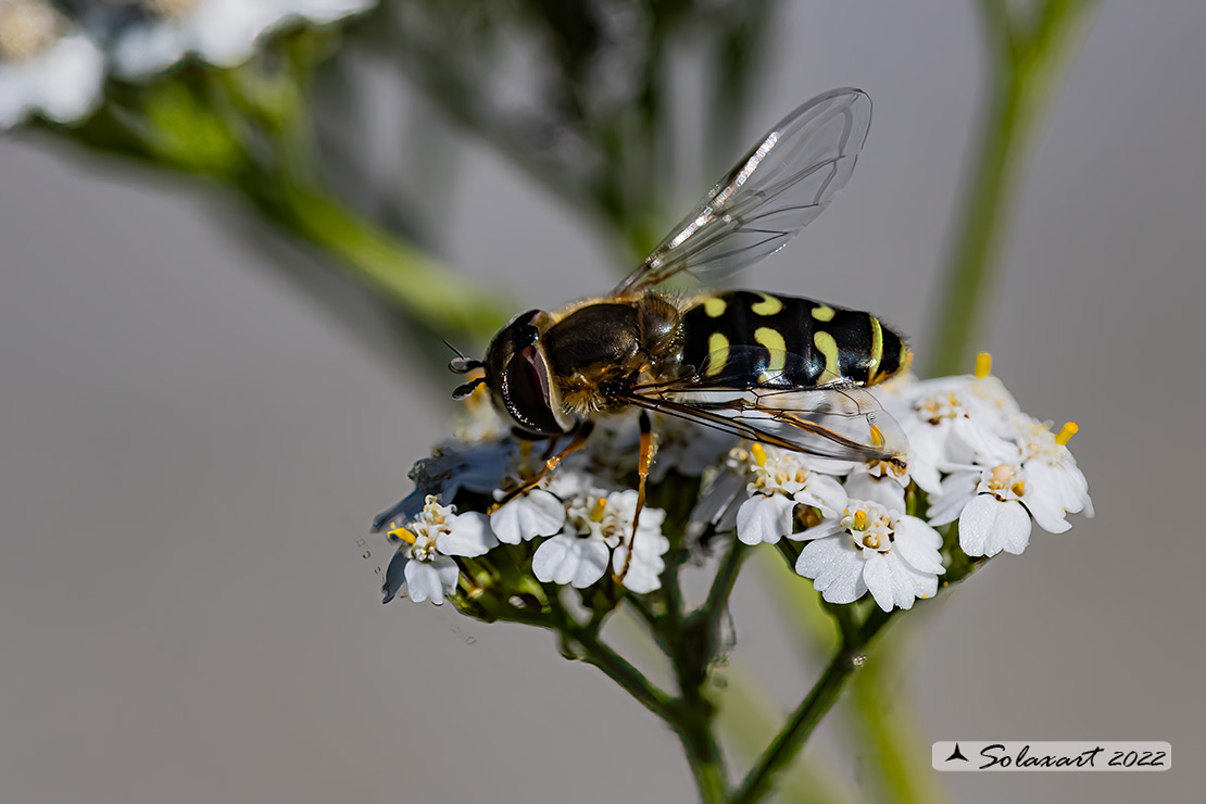 Syrphidae: Scaeva selenitica  ?  Scaeva Dignota, femmina