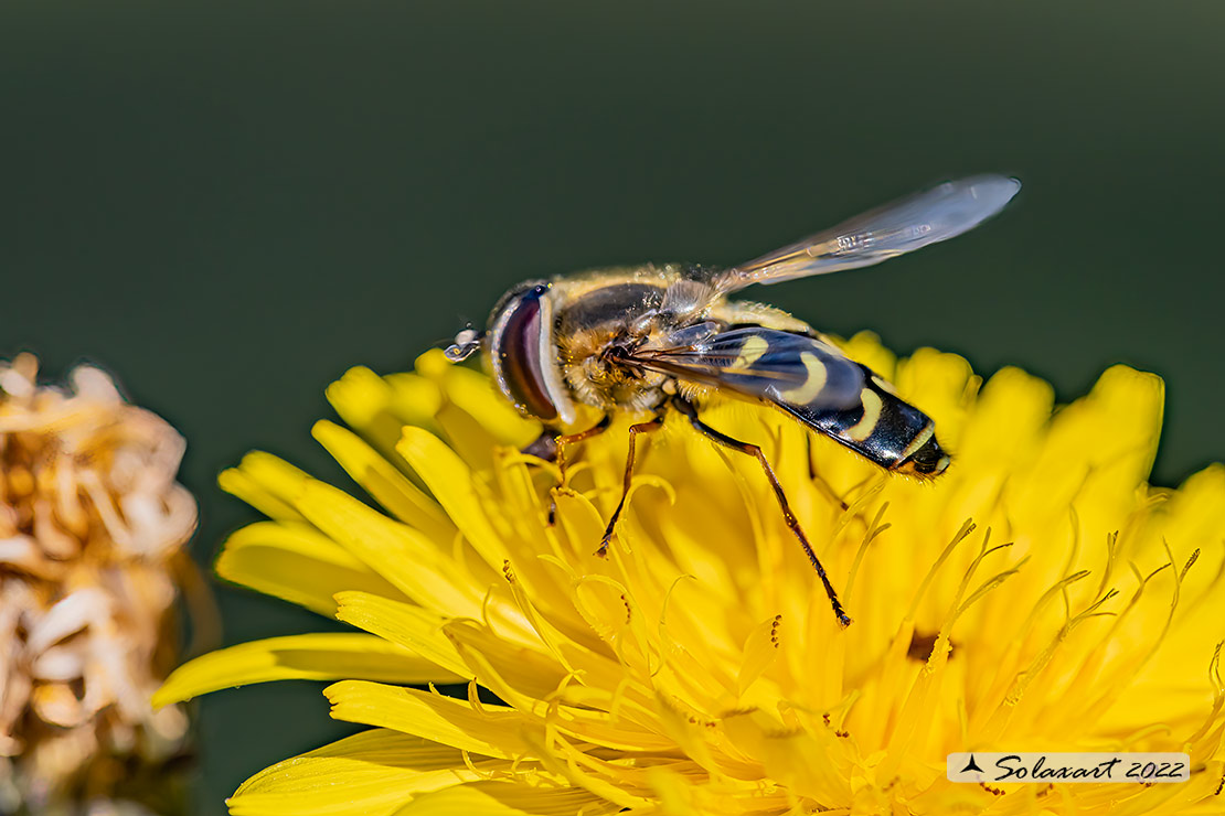 Syrphidae: Scaeva selenitica  ?  Scaeva Dignota, femmina