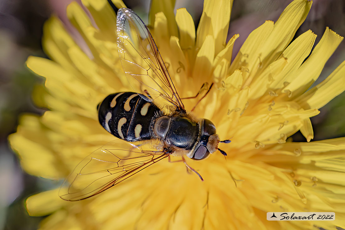 Syrphidae: Scaeva selenitica  ?  Scaeva Dignota, femmina