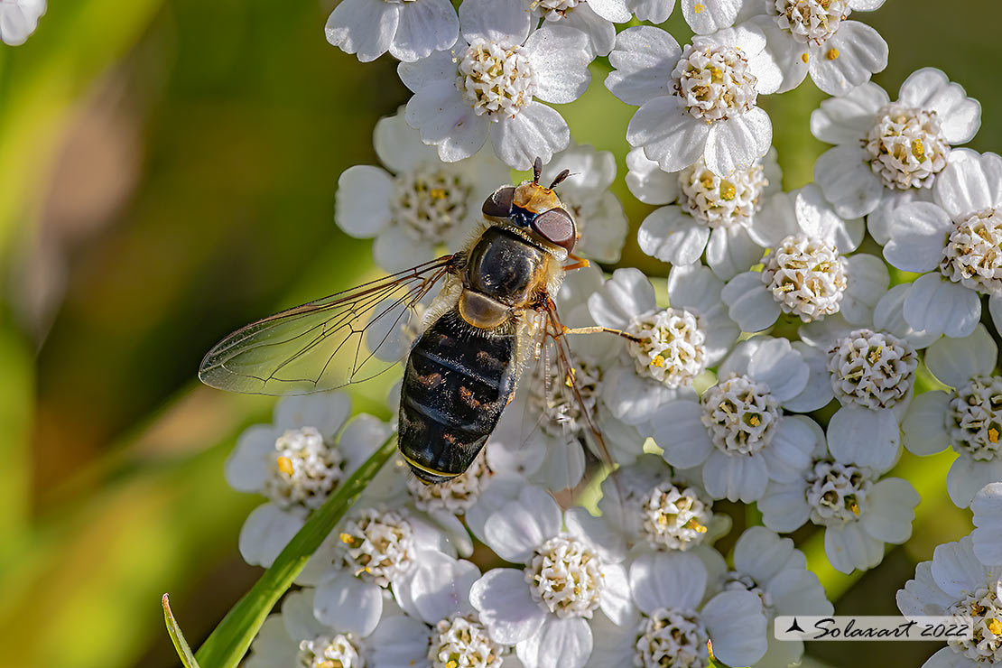 Syrphidae ?  S, Scaeva dignota, femmina