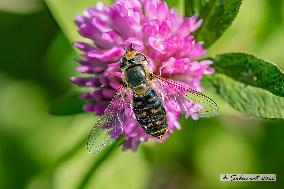 Syrphidae ?  S, Scaeva dignota, femmina