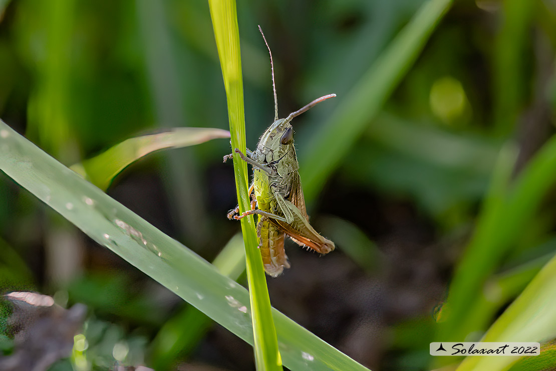 Acrididae:  Chorthippus ♂  (???)