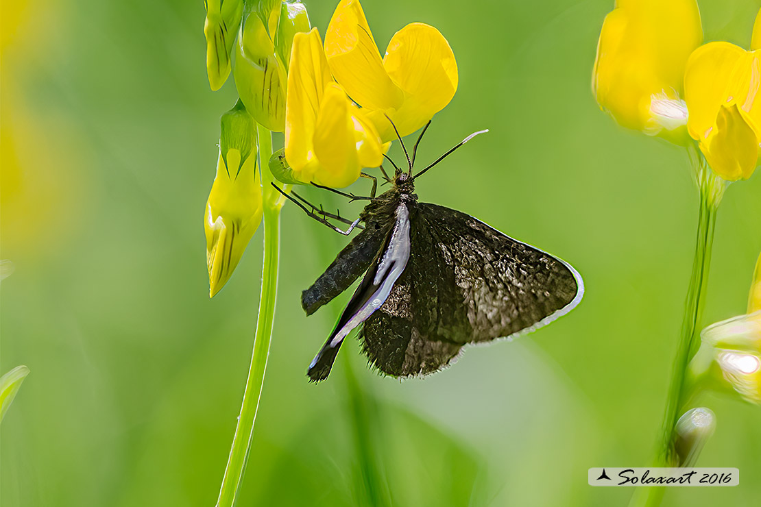 Odezia atrata - Geometridae