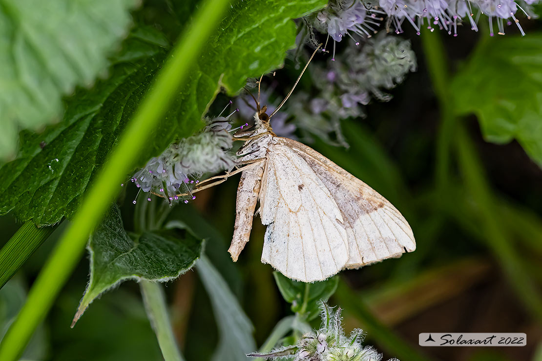 Geometridae ???