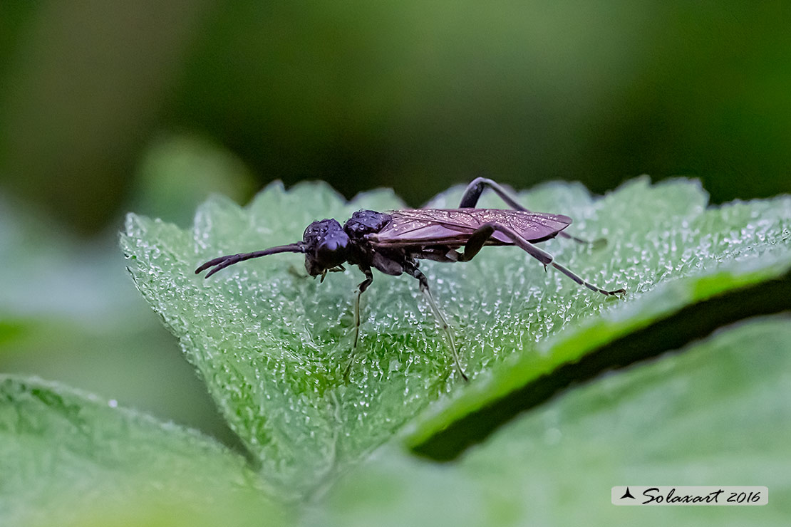 Tenthredinidae : Macrophya annulata, maschio