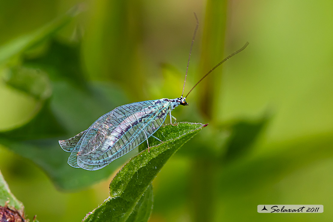 Chrysopidae; Chrysopa (??) perla