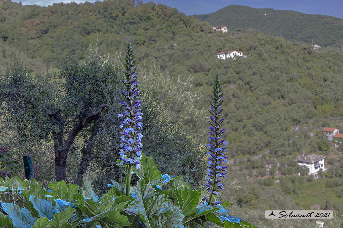 Lamiaceae ?   No,  Acanthus mollis  (Lamiales Acanthaceae)