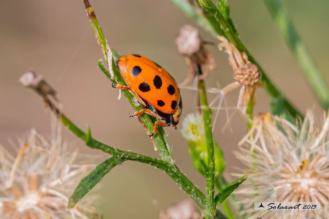 Coccinellidae: Hippodamia tredecimpunctata