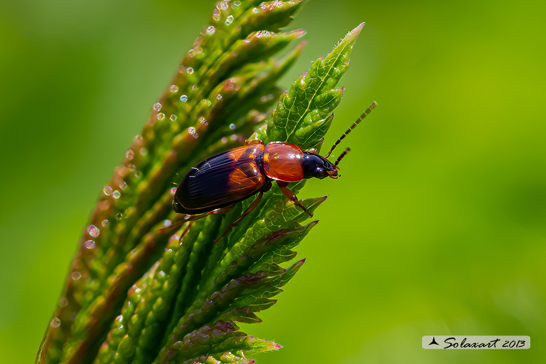 Coleoptera: Stenolophus teutonus (Carabidae)