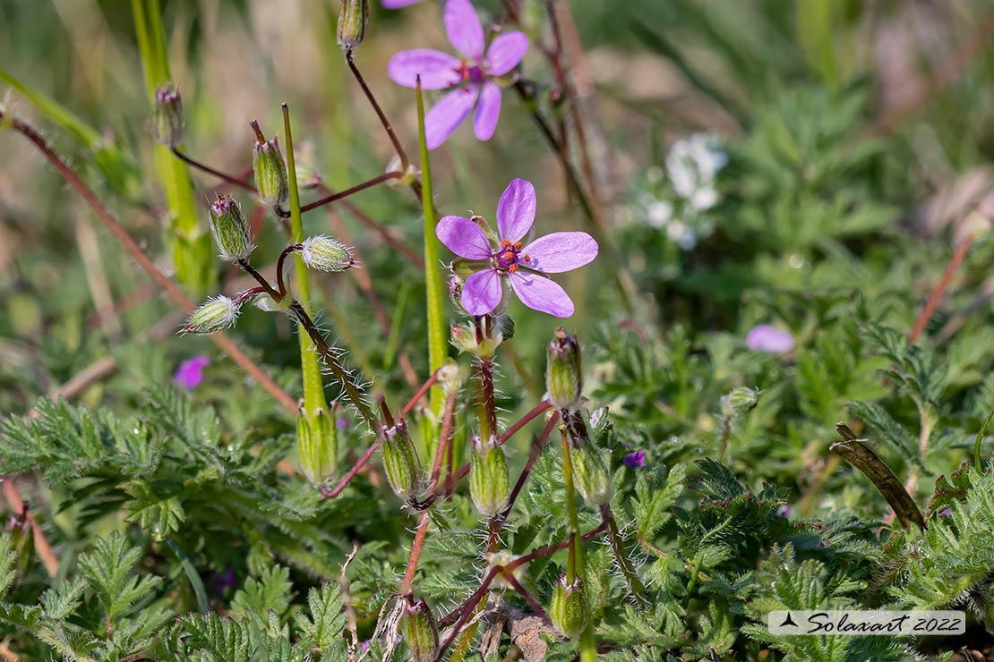 Geraniaceae:  Erodium cicutarium da confermare