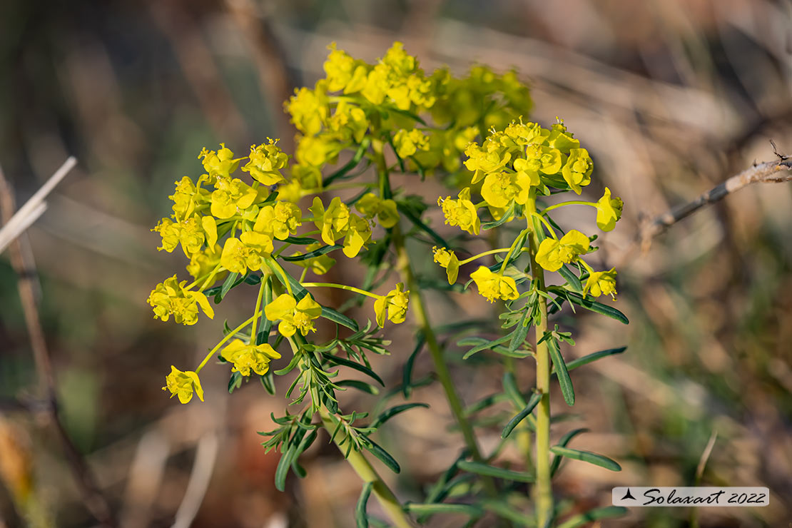 Brassicaceae  ??  No, Euphorbiaceae:. Euphorbia cyparissias