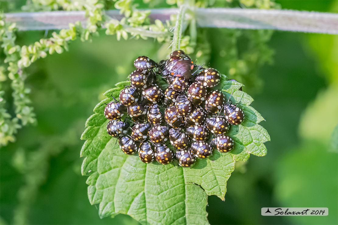 Neanide di  Pentatomidae  Nezara viridula  ?   S