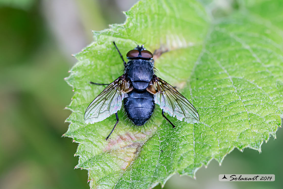 Muscidae  ?  No, Calliphoridae: Calliphora sp.