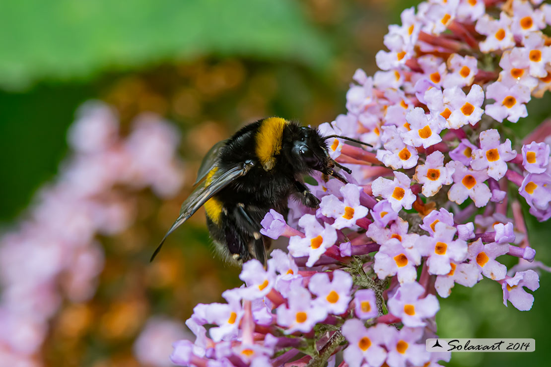 Apidae Bombus terrestris o hortorum? Bombus gr. terrestris
