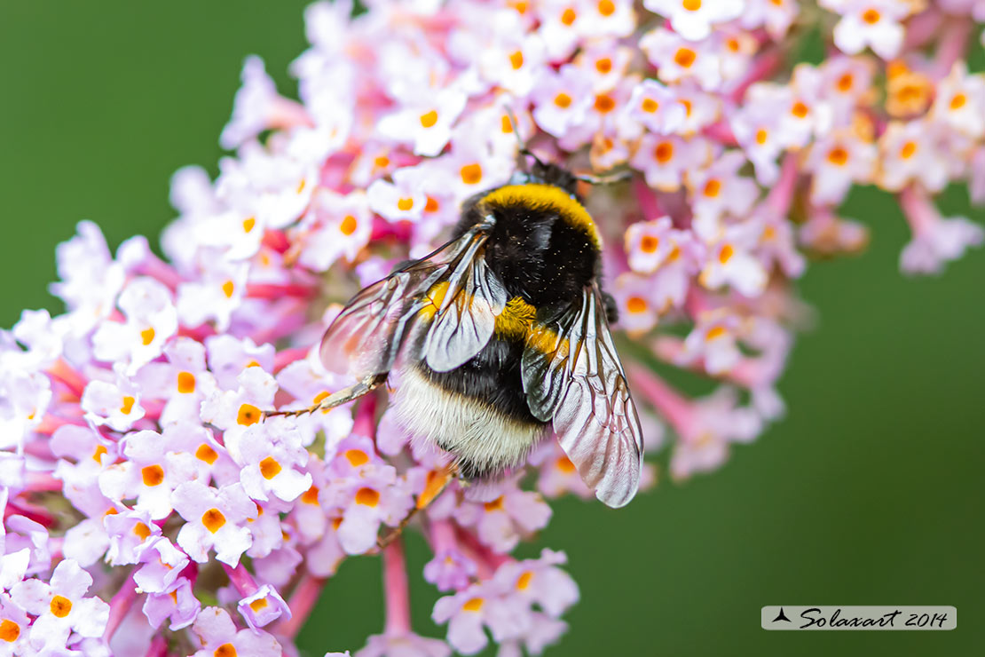 Apidae Bombus terrestris o hortorum? Bombus gr. terrestris