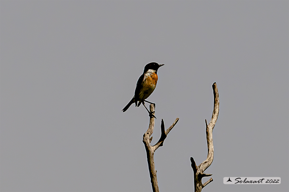 Saltimpalo (Saxicola torquatus)?  S