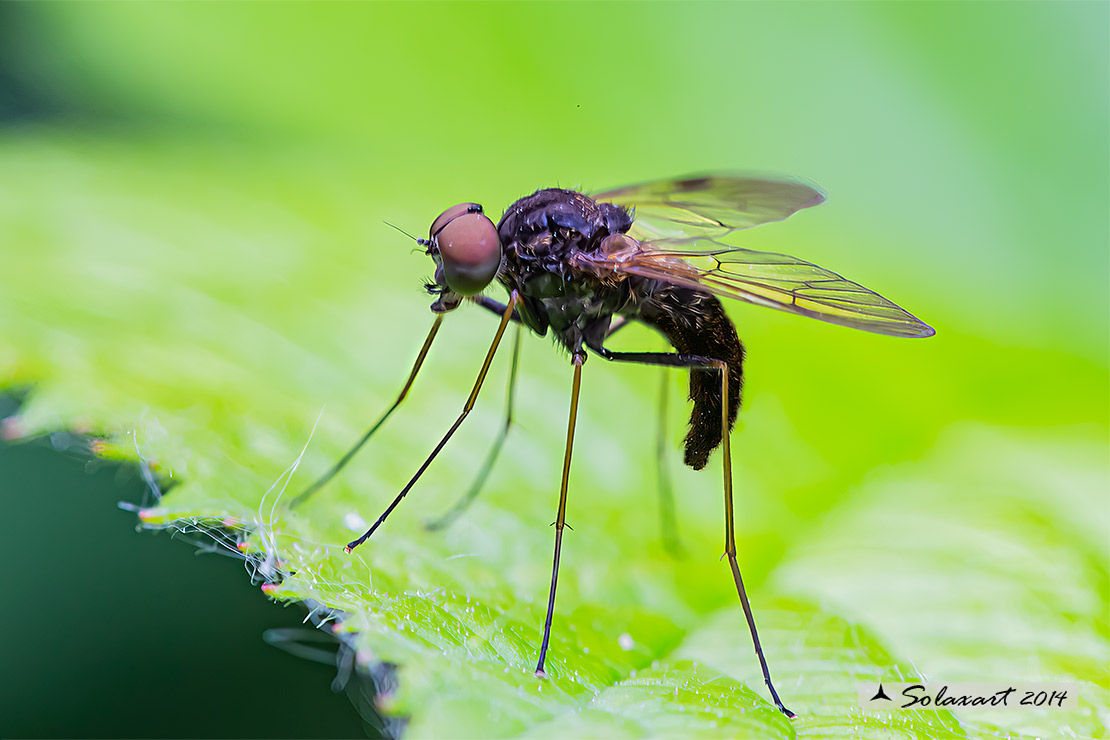 Chrysopilus cristatus; Rhagionidae  (??)